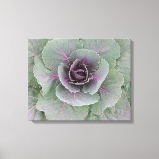 Paarse kool verpakt canvas afdruk (Voorkant)