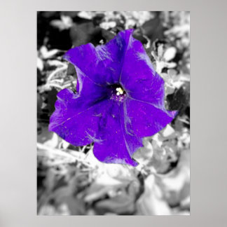 Paarse koorts poster