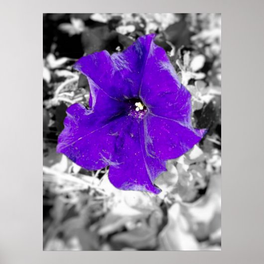 Paarse koorts poster (Voorkant)