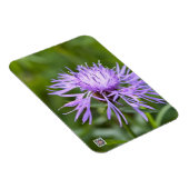 Paarse Korenbloem Magneet (Rechterzijde)