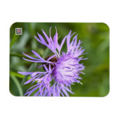 Paarse Korenbloem Magneet (Horizontaal)