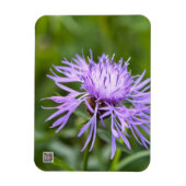 Paarse Korenbloem Magneet (Verticaal)