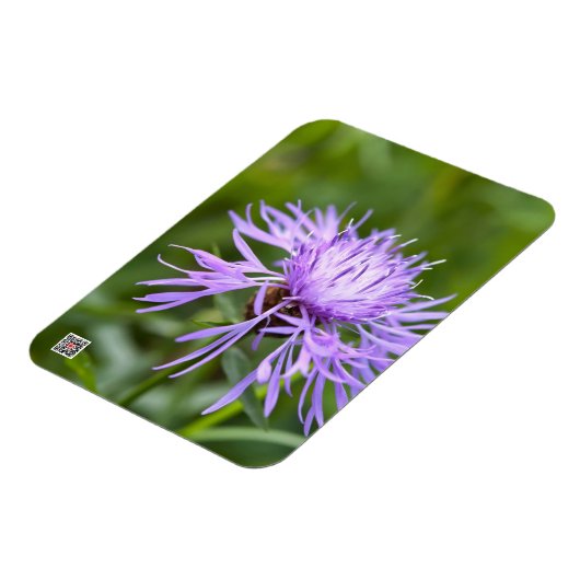 Paarse Korenbloem Magneet (Linkerzijde)