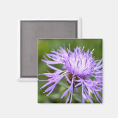 Paarse Korenbloem Magneet (Voorkant / Achterkant)