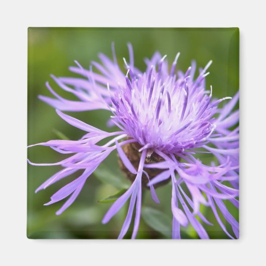 Paarse Korenbloem Magneet (Voorkant)