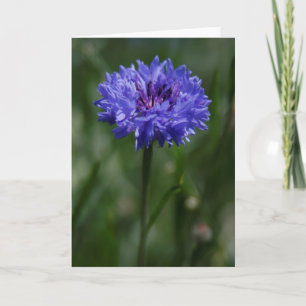 Paarse Korenbloem Wenskaart Aankondiging