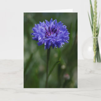 Paarse Korenbloem Wenskaart Aankondiging