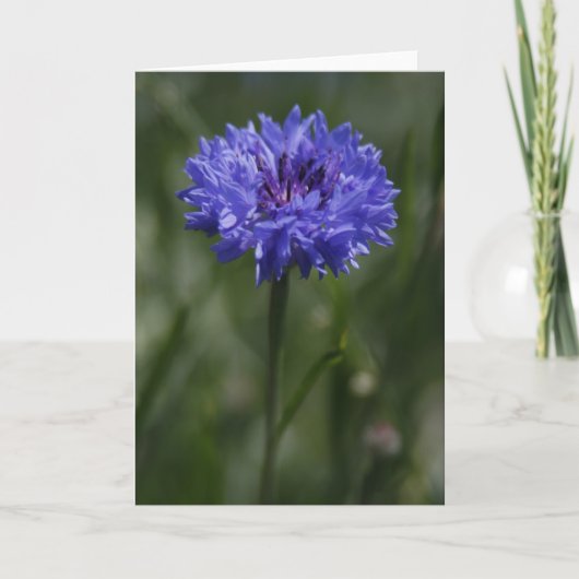 Paarse Korenbloem Wenskaart Aankondiging (Voorkant)
