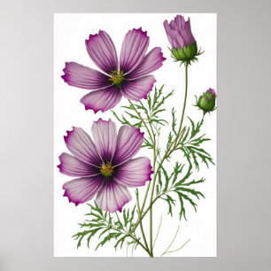 Paarse Kosmos Bloemen Art Print Poster