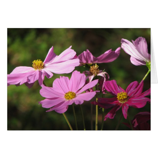 Paarse kosmos Flowers Card (Voorkant Horizontaal)