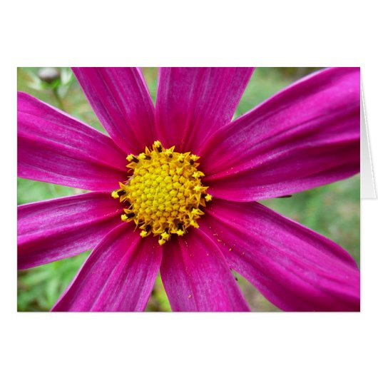 Paarse kosmos Wilde bloem (Voorkant Horizontaal)