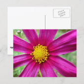 Paarse kosmos Wilde bloem Briefkaart (Voorkant / Achterkant)