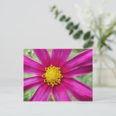 Paarse kosmos Wilde bloem Briefkaart (Staand voorkant)