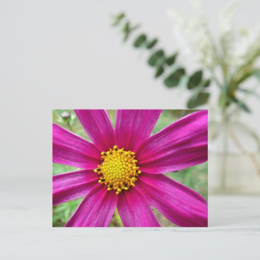 Paarse kosmos Wilde bloem Briefkaart (Staand voorkant)