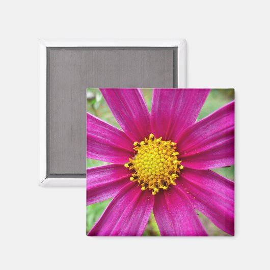 Paarse kosmos Wilde bloem Magneet (Voorkant / Achterkant)