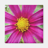 Paarse kosmos Wilde bloem Magneet (Voorkant)