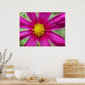 Paarse kosmos Wilde bloem Poster (Keuken)