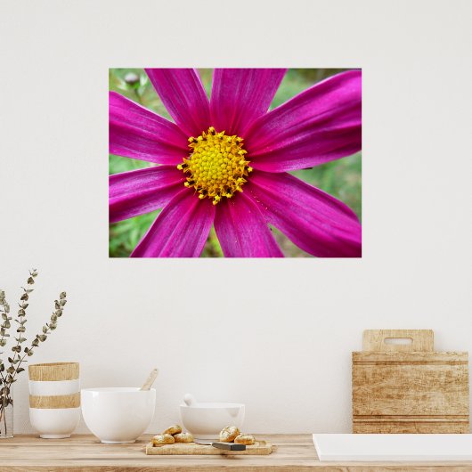 Paarse kosmos Wilde bloem Poster (Keuken)