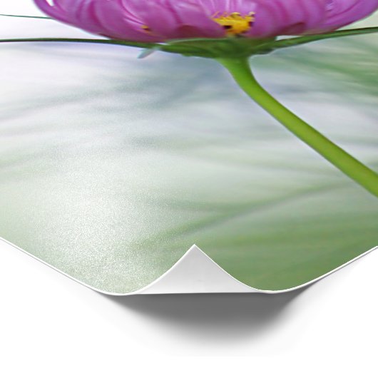 Paarse kosmosbloem foto afdruk (Hoek)