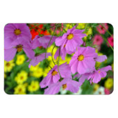 Paarse kosmosbloemen magnet magneet (Horizontaal)