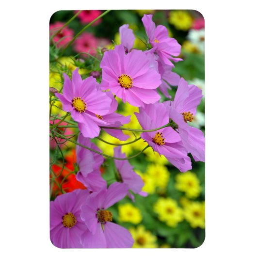 Paarse kosmosbloemen magnet magneet (Verticaal)