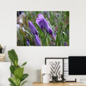 Paarse krokobloemen,番 花 poster (Thuiskantoor)