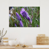 Paarse krokobloemen,番 花 poster (Keuken)
