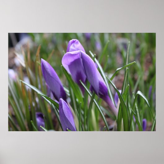 Paarse krokobloemen,番 花 poster (Voorkant)