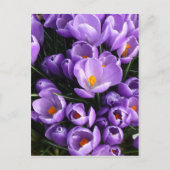 Paarse krokoes briefkaart (Voorkant)