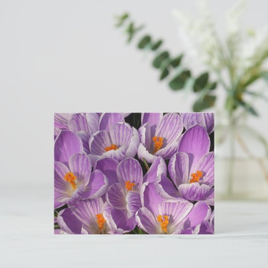Paarse Krokozen Briefkaart (Staand voorkant)