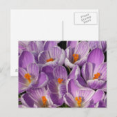 Paarse Krokozen Briefkaart (Voorkant / Achterkant)