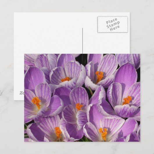 Paarse Krokozen Briefkaart (Voorkant / Achterkant)