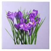 Paarse Krokozen Tegeltje (Voorkant)