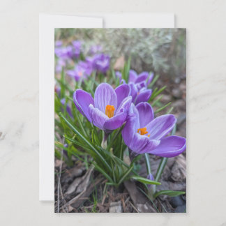 Paarse Krokus Bloem Kaart