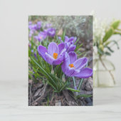 Paarse Krokus Bloem Kaart (Staand voorkant)