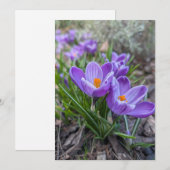 Paarse Krokus Bloem Kaart (Voorkant / Achterkant)