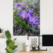 Paarse Krokus Bloem Poster (Thuiskantoor)