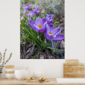 Paarse Krokus Bloem Poster (Keuken)