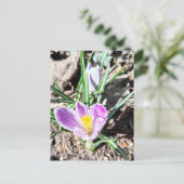 Paarse Krokus Bloemen Briefkaart (Staand voorkant)