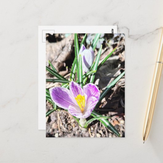 Paarse Krokus Bloemen Briefkaart (Voorkant / Achterkant in situ)