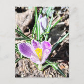Paarse Krokus Bloemen Briefkaart (Voorkant)