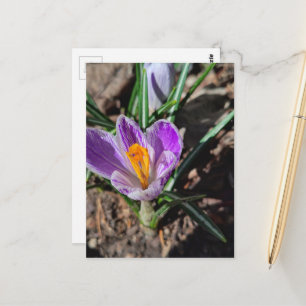 Paarse Krokus Eerste Bloem van 2026 Briefkaart