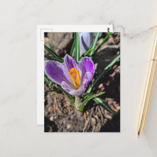 Paarse krokus eerste bloem van de lente 2026 briefkaart