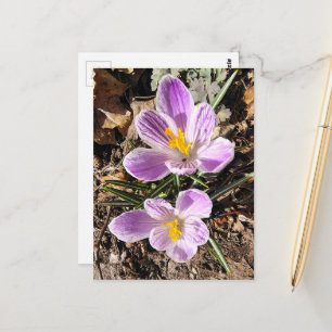 Paarse Krokus Eerste Bloemen van de Lente 2026 Briefkaart