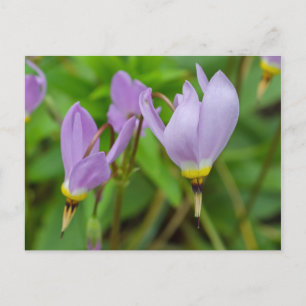 Paarse krokus nudiflorus bloemen briefkaart