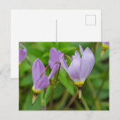 Paarse krokus nudiflorus bloemen briefkaart (Voorkant / Achterkant)