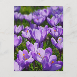 Paarse Krokus Pasen Groet Ansichtkaart Feestdagenkaart