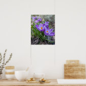 Paarse Krokus Poster (Keuken)