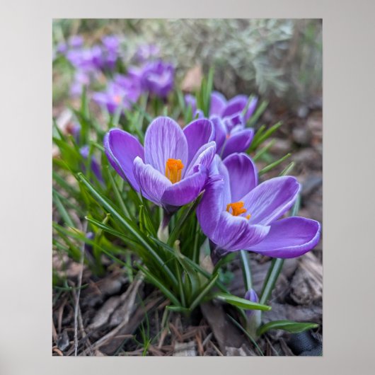 Paarse Krokus Poster (Voorkant)