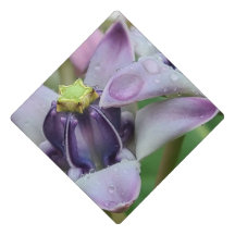 Paarse kroonbloem